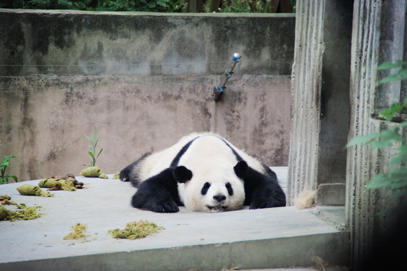 2（2）我们的大熊猫萌萌哒.png