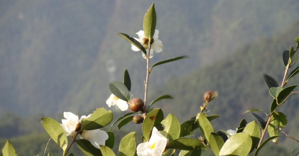 大山深处，山茶花开2_092219335122_2_看图王.jpg