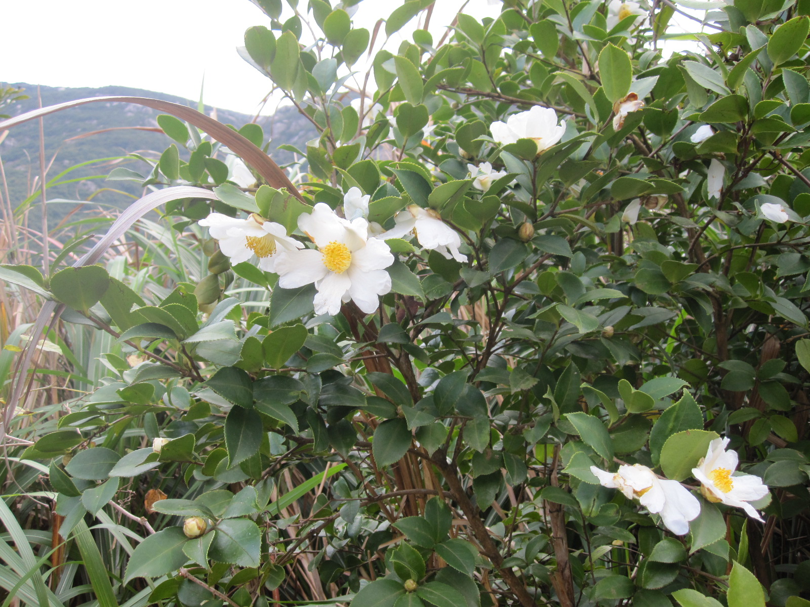 山茶花开.jpg